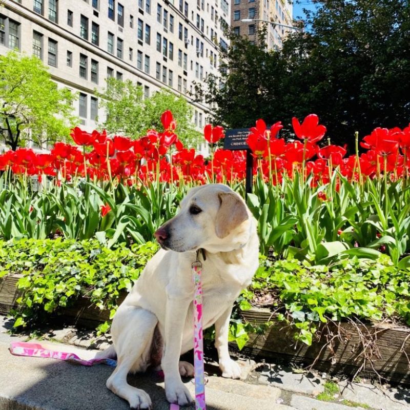 canine-review-nellie-park-avenue-may-2020-tulips2