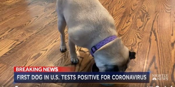 nbc nightly news lester holt dog positive virus2 nbc nightly news lester holt dog positive virus2