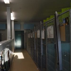 HSWA more of the adoptable kennel, the STAFF ONLY door leads to the stray and isolation kennels, not available to the public (1)