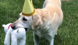 Nellie birthday 2020 Nellie birthday 2020