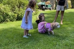 dog birthday party july 2020 lulu dog birthday party july 2020 lulu