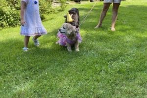 dog birthday party july 2020 lulu arrival