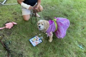 dog birthday party july 2020 lulu cake dog birthday party july 2020 lulu cake