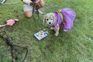 dog birthday party july 2020 lulu cake 2