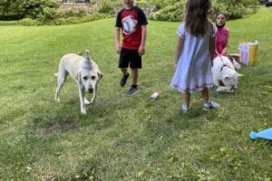 dog birthday party july 2020 nellie and her guests