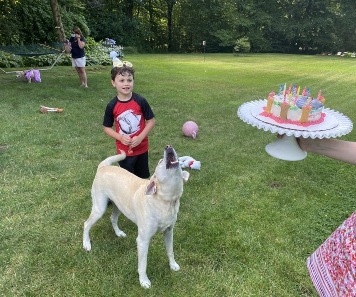 dog birthday party july 2020 nellie barking at cake