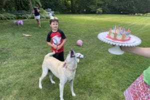 dog birthday party july 2020 nellie barking at cake