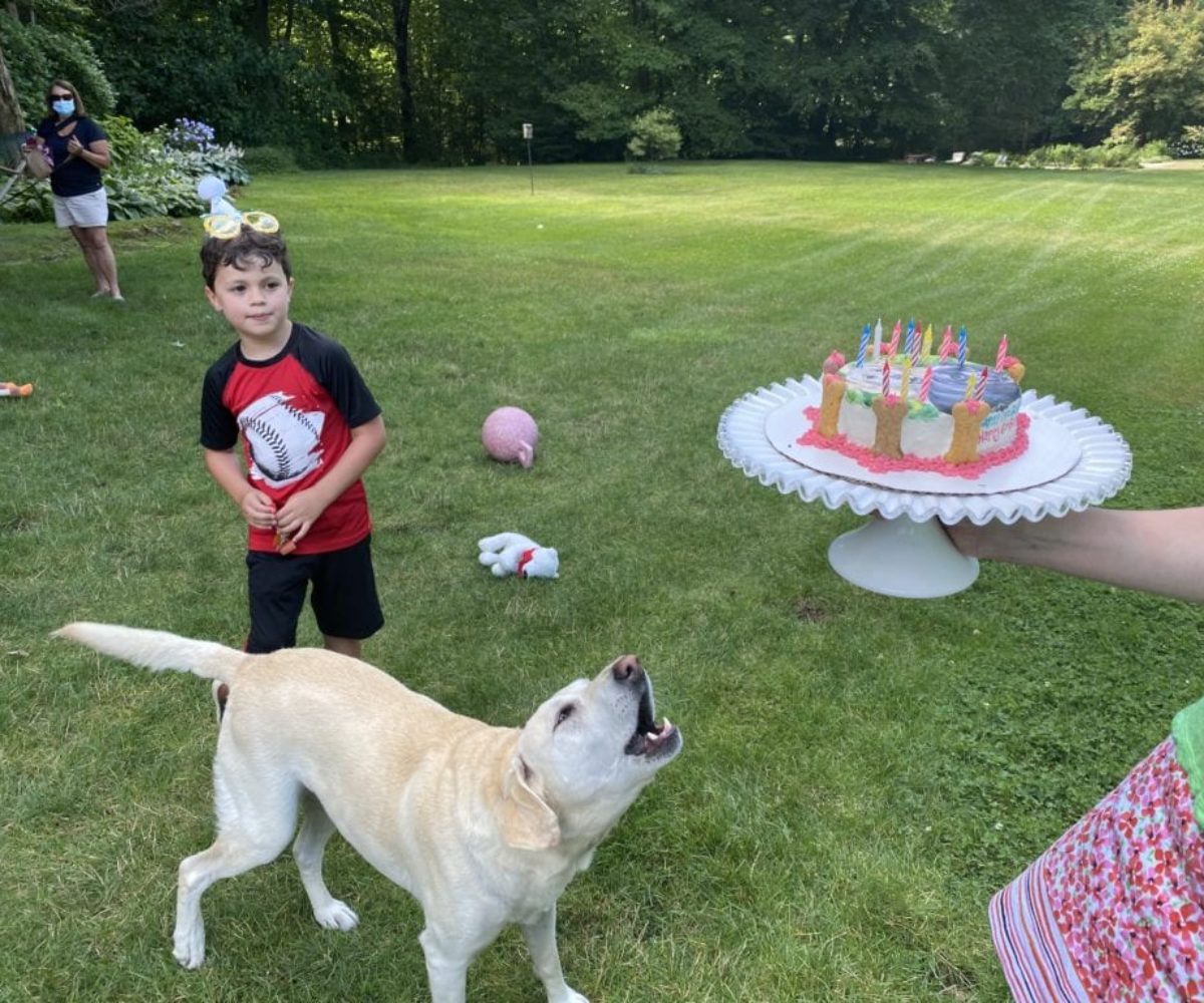dog birthday party july 2020 nellie barking at cake liam