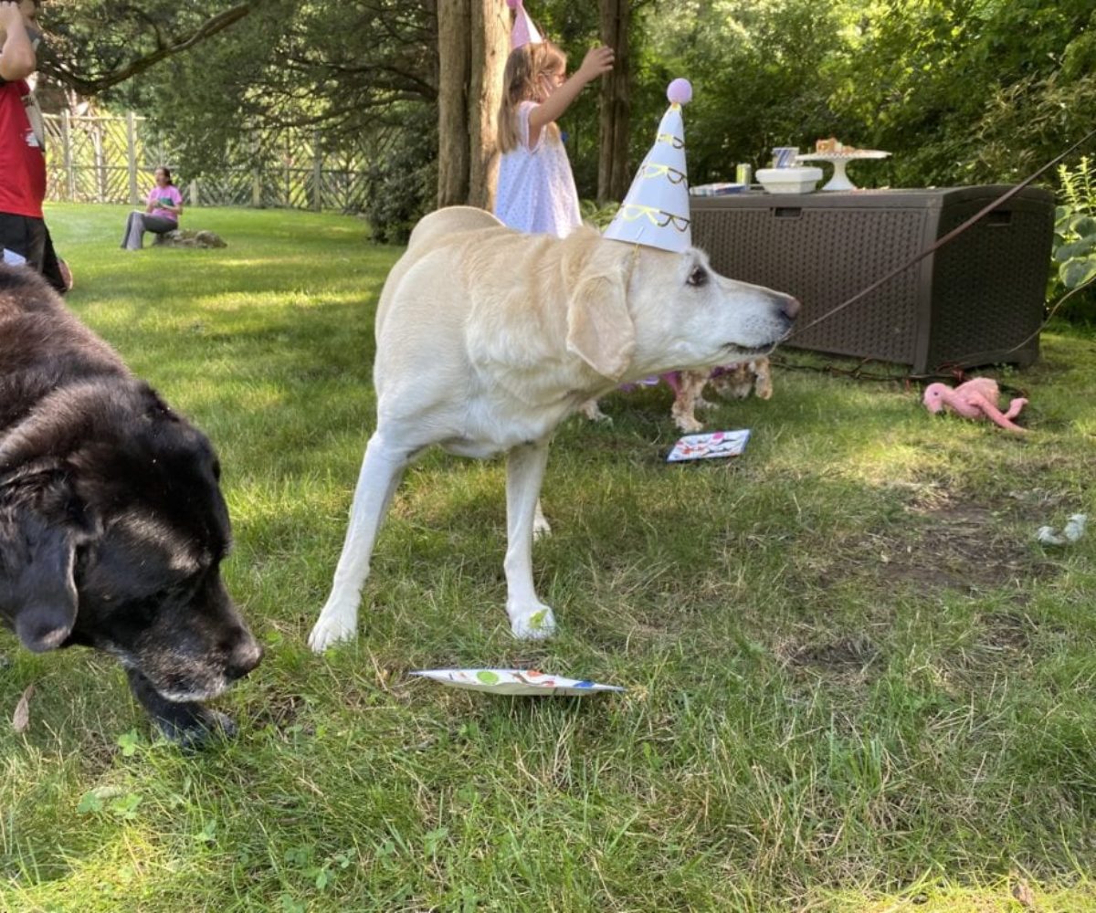 dog birthday party july 2020 nellie cake 2