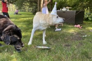 dog birthday party july 2020 nellie cake 2