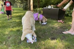 dog birthday party july 2020 nellie cake focus