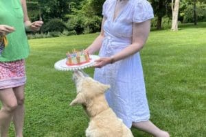 dog birthday party july 2020 nellie emily katy cake