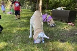 dog birthday party july 2020 nellie focused on cake dog birthday party july 2020 nellie focused on cake