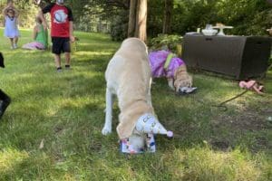 dog birthday party july 2020 nellie focused on cake