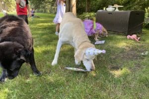 dog birthday party july 2020 nellie inhaling cake dog birthday party july 2020 nellie inhaling cake