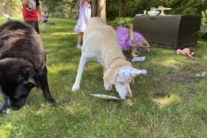 dog birthday party july 2020 nellie inhaling cake