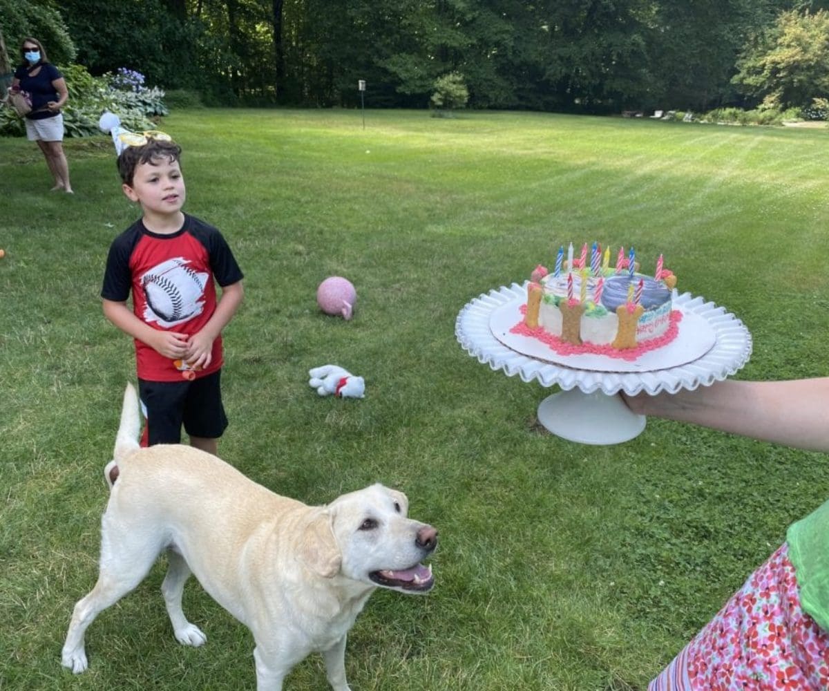 dog birthday party july 2020 nellie liam cake