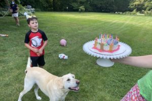 dog birthday party july 2020 nellie liam cake