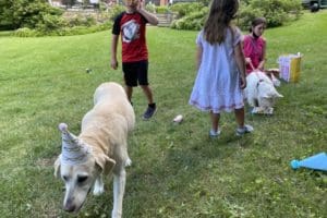 dog birthday party july 2020 nellie looking for cake dog birthday party july 2020 nellie looking for cake