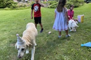 dog birthday party july 2020 nellie looking for cake