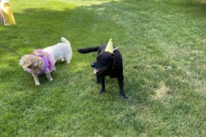 dog birthday party july 2020 rocky and lulu