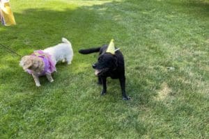 dog birthday party july 2020 rocky and lulu dog birthday party july 2020 rocky and lulu