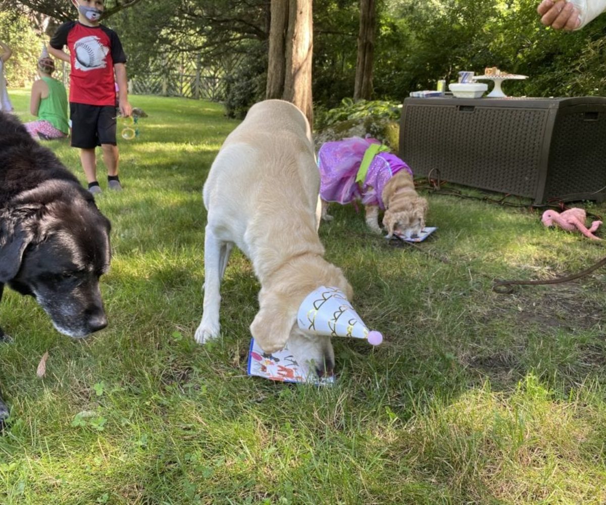 dog birthday party july 2020 rocky boldly approaching nellie and cake