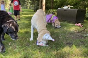 dog birthday party july 2020 rocky boldly approaching nellie and cake