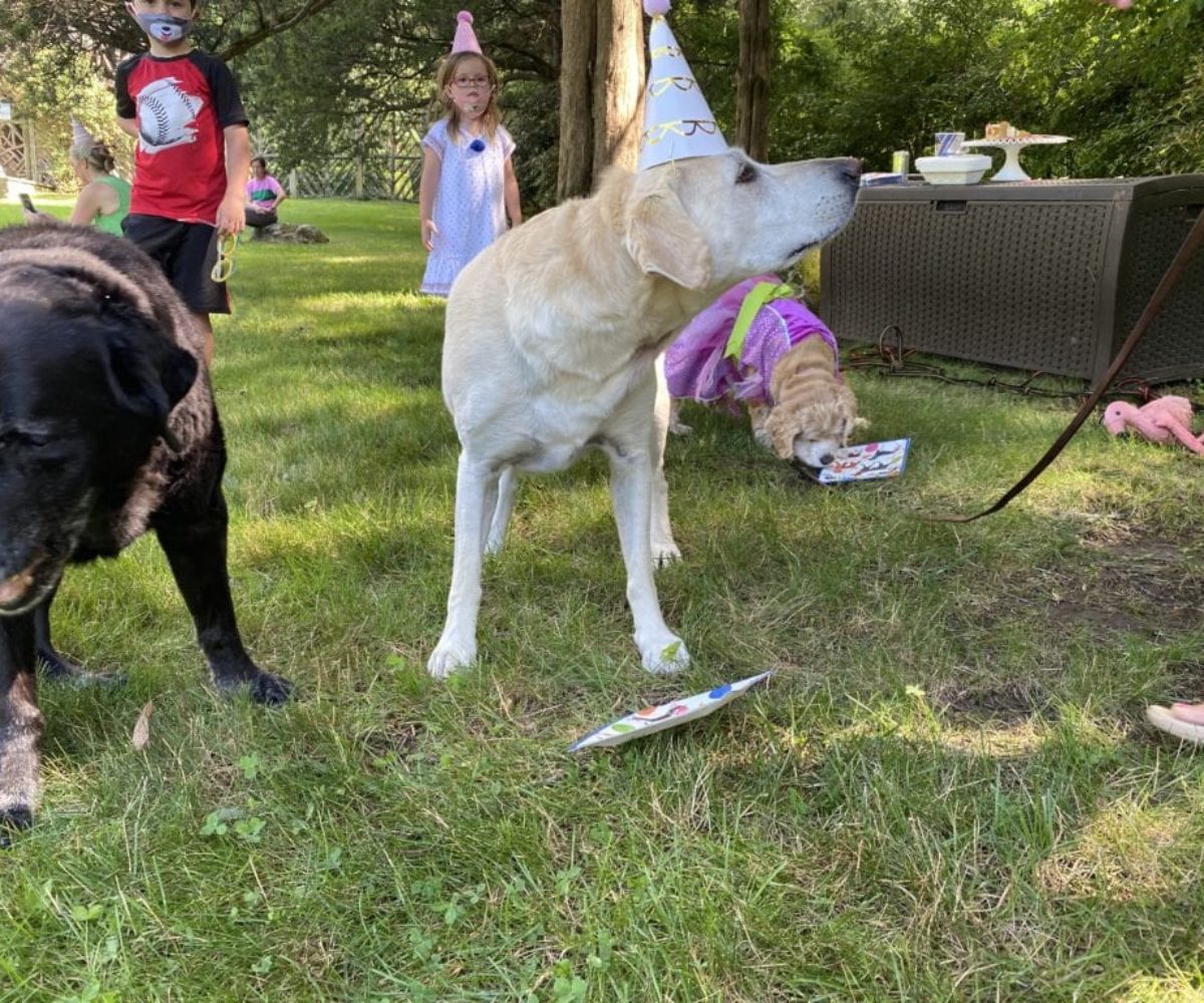 dog birthday party july 2020 rocky is milton