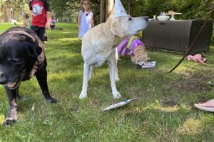 dog birthday party july 2020 rocky is milton