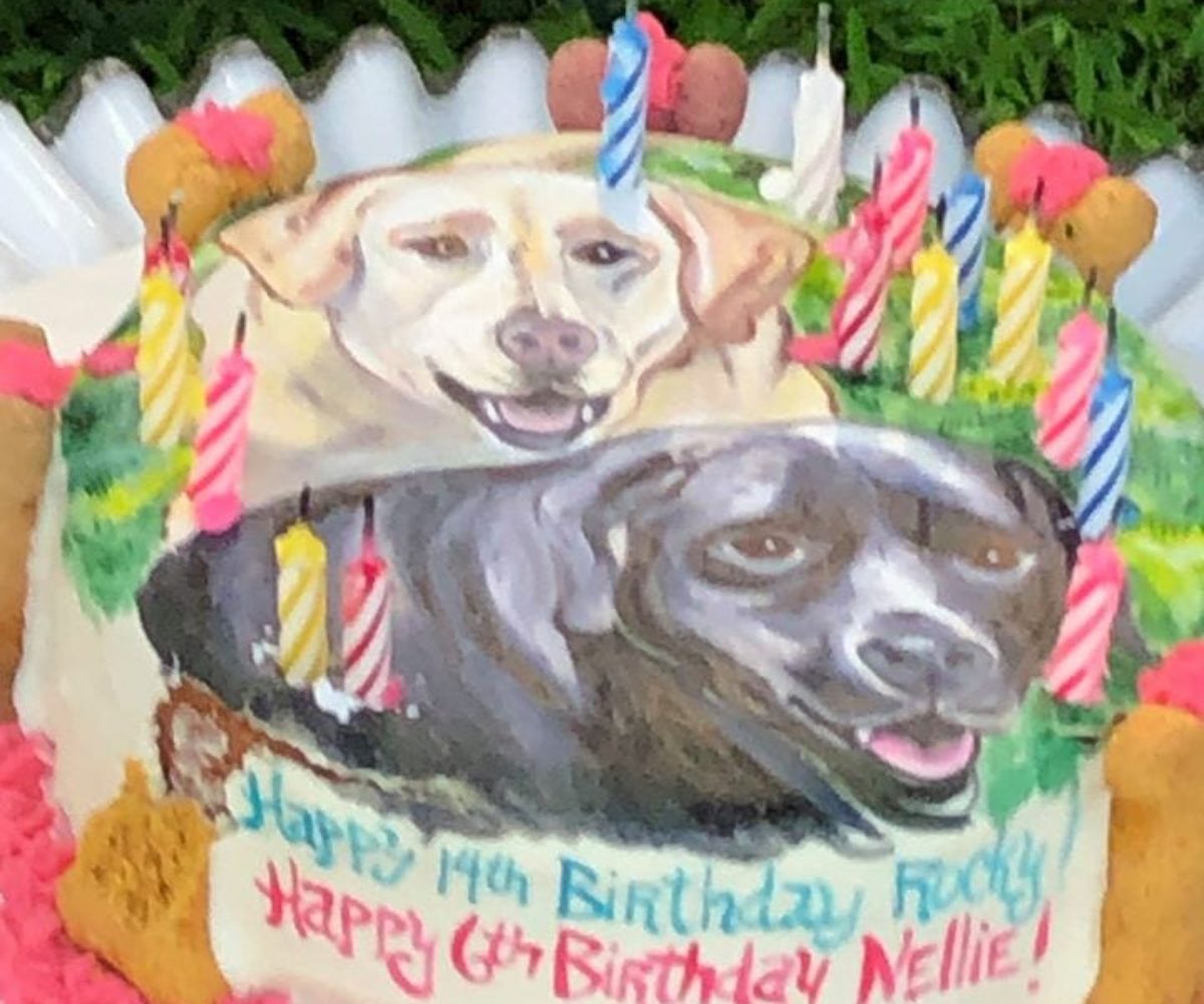 dog cake 2