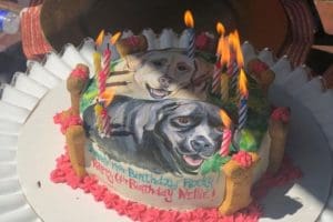 dog cake 2020