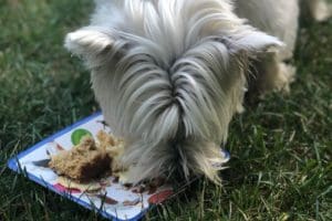 layla eating birthday cake 2020