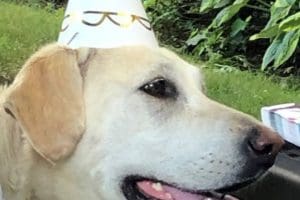 nellie party 2020 nellie party 2020