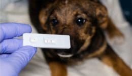 a puppy tests positive for parvovirus
