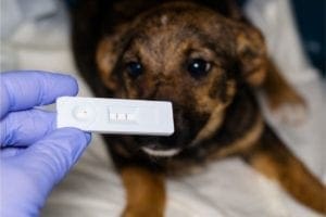 a puppy tests positive for parvovirus