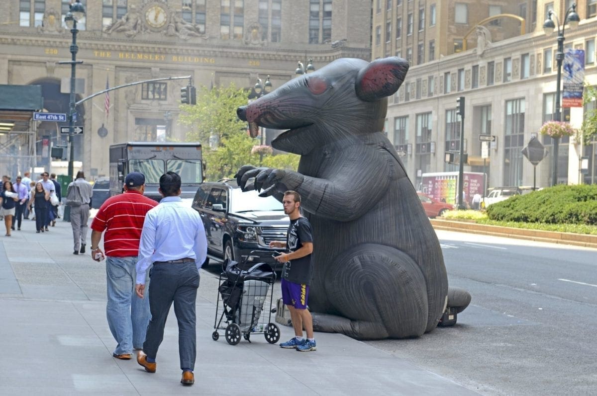 rat nyc park ave rat nyc park ave