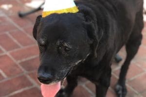 rocky birthday 2020 rocky birthday 2020