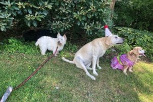 rocky in bush, layla, nellie, lulu