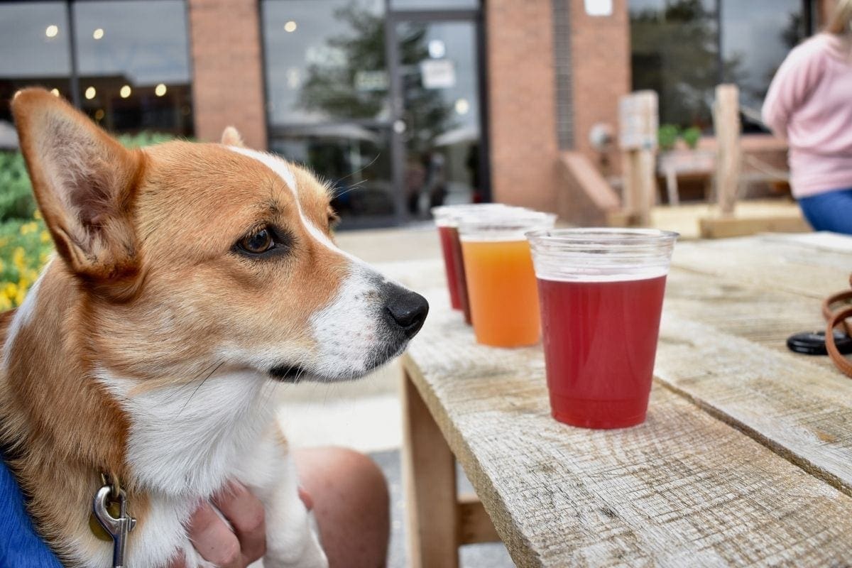 Missy-Charlotte-brewery Missy-Charlotte-brewery