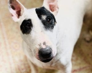 Zoe Rittgers, a 10-year-old bull terrier, suffered from painful, unyielding infections in both ears for months that led to hearing loss and, now, liver disease from steroids needed to her ear infections, says Zoe's owner. The culprit, it turns out, was counterfeit ear medication sold directly through Amazon's main storefront.