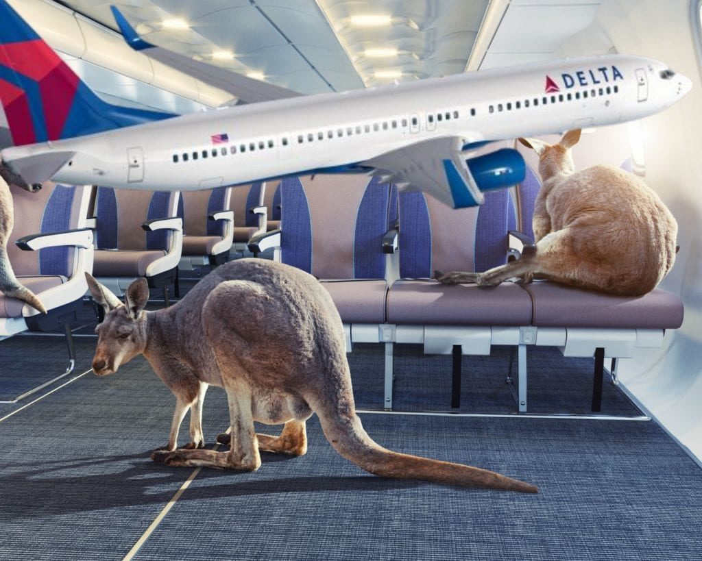 flying kangaroos