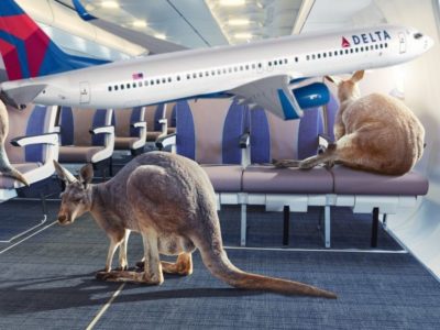 flying kangaroos flying kangaroos