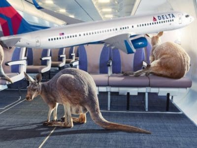 flying kangaroos