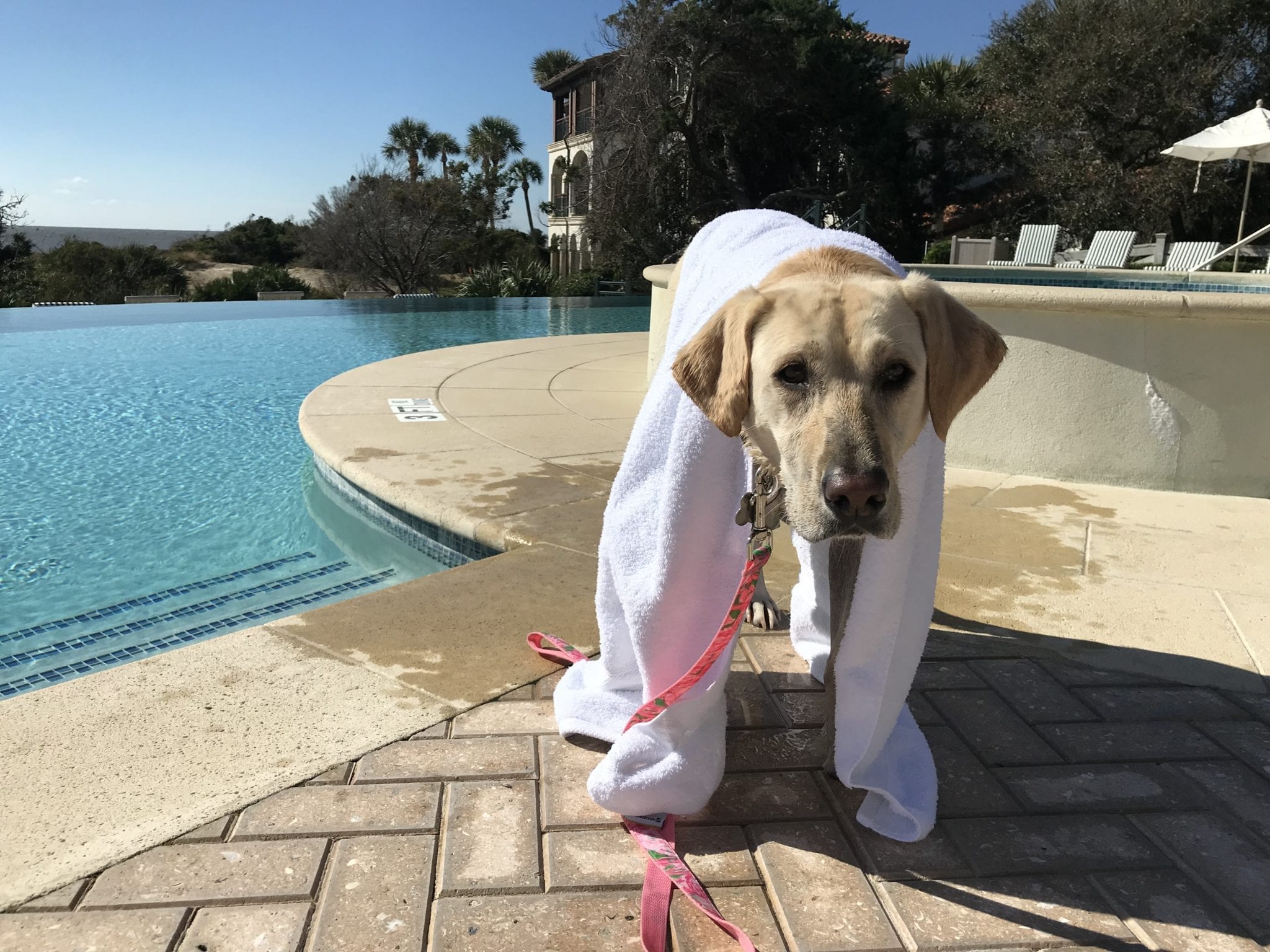 nellie-canine-review-seaisland-pool-2018