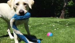 nellie-firstspring-2015-snake nellie-firstspring-2015-snake