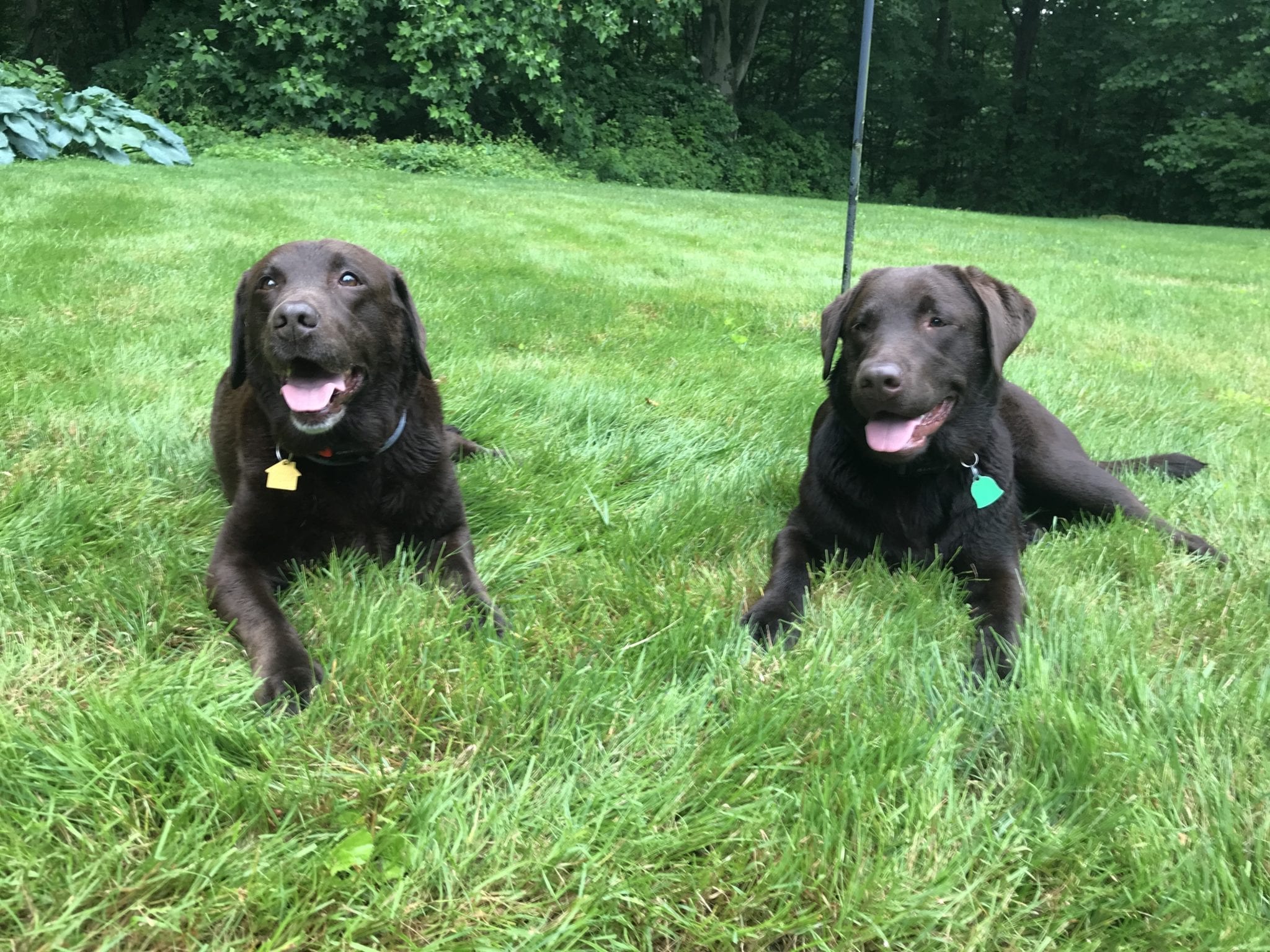 other nellie and luna other nellie and luna