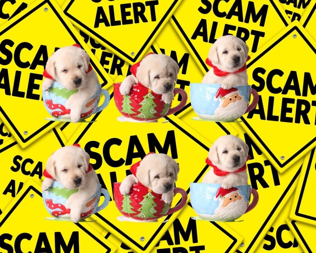 pandemic puppy scam