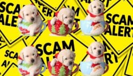 pandemic puppy scam