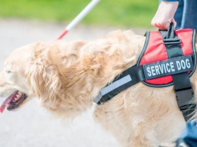 service dog Going forward, airlines will only be required to accommodate service dogs on board.